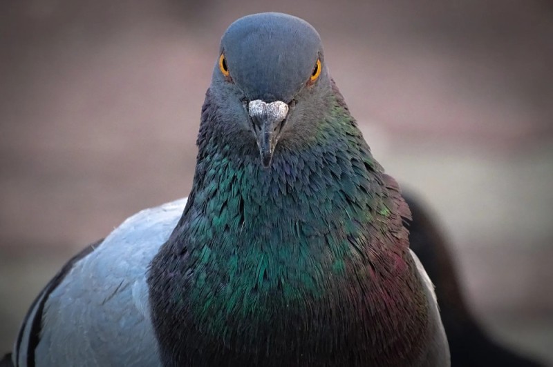 Create meme: dove , dove , The pigeon is brown