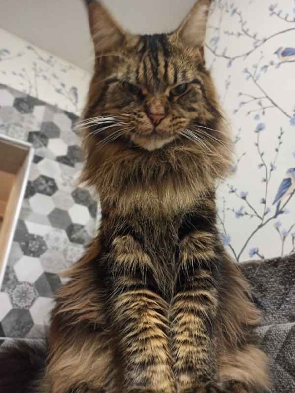 Create meme: big cat maine coon, maine coon, the Maine Coon cat