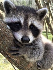 Create meme: raccoon beautiful, enotik a gargle, raccoon