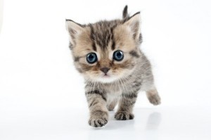 Create meme: cute kittens, cute kittens