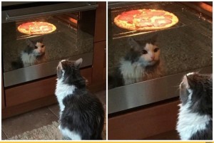 Создать мем: кот пицца, котик дома, котэ