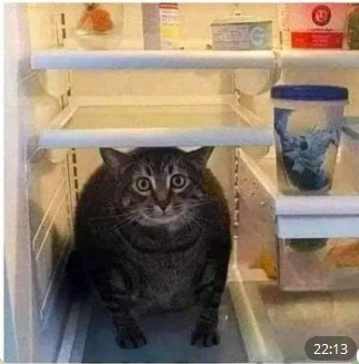 Create meme: cat and refrigerator, cat , refrigerator 