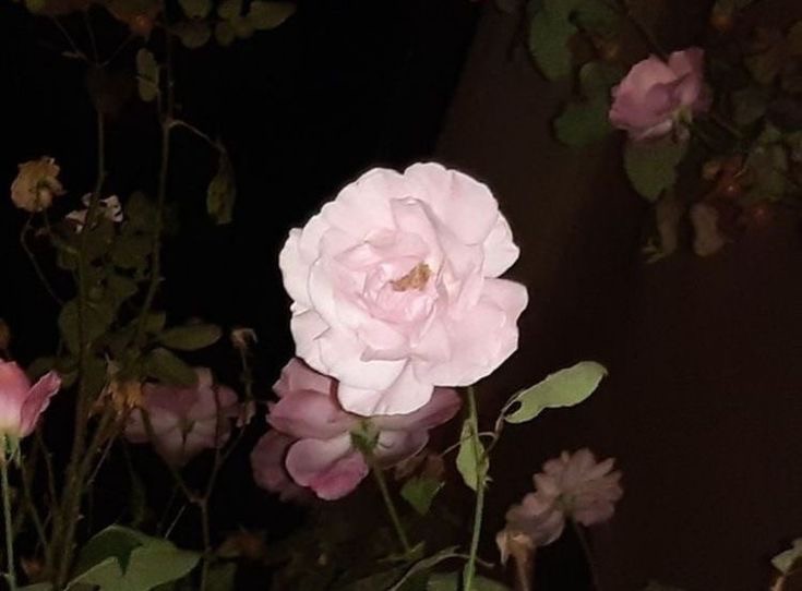 Create meme: Rose to rose, pink rose, climbing rose si si