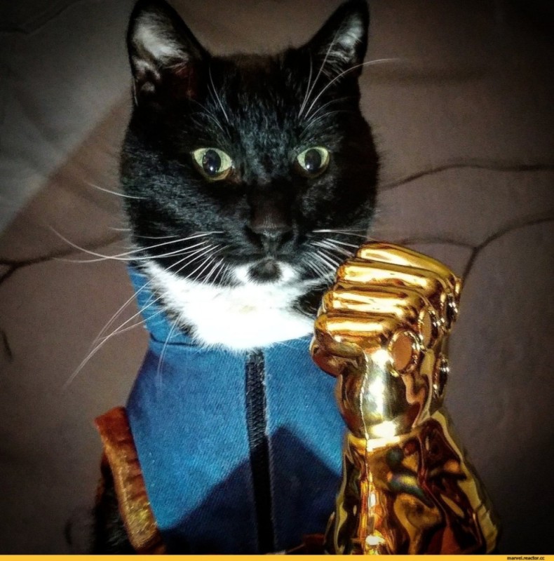 Create meme: cat , thanos the cat, cats are superheroes