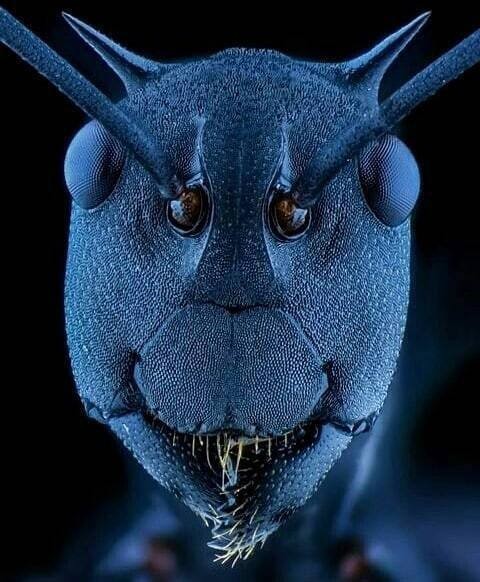 Create meme: the face of an ant under a microscope, ant's face under the microscope, ant under the microscope