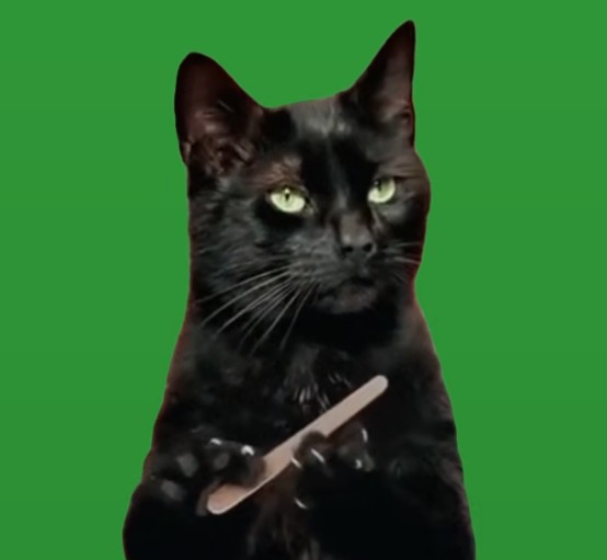 Create meme: black cat , a cat with a nail file, cat 