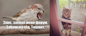 Создать мем: котэ, кот за дверью, смешные коты