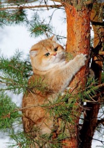 Create meme: diamond hobby cat on the tree, cat, cat on a tree