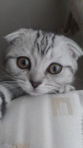 Create meme: lop-eared, Scottish fold, Scottish fold cat