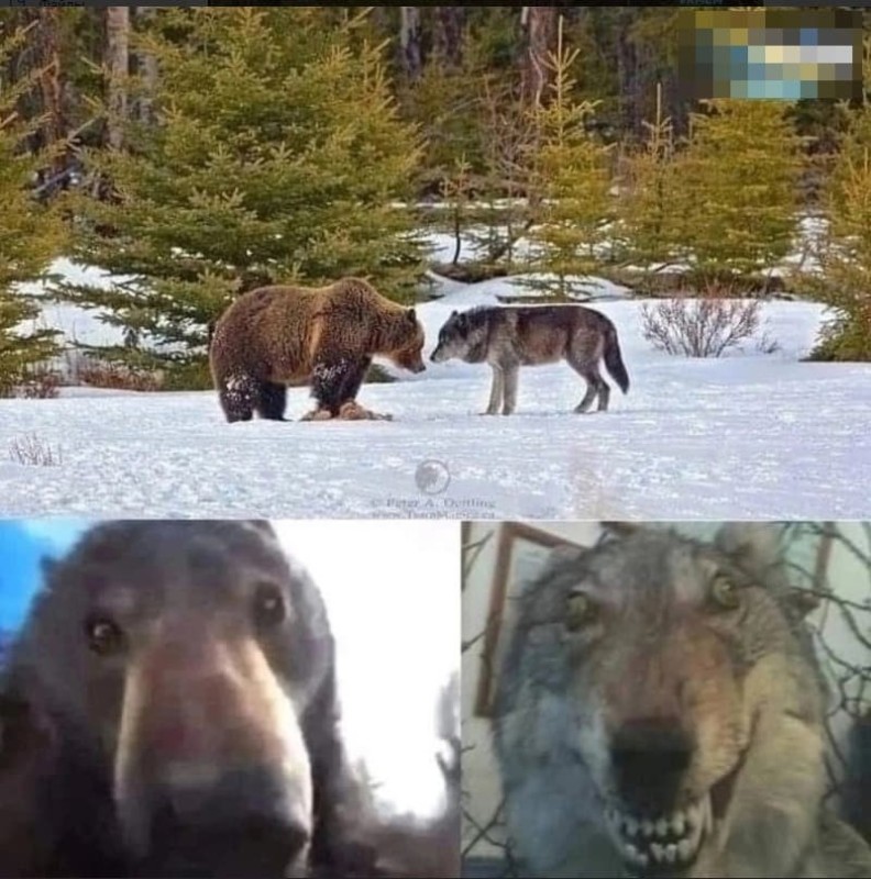 Create meme: wild animals , stoned wolf meme, bear in yakutia