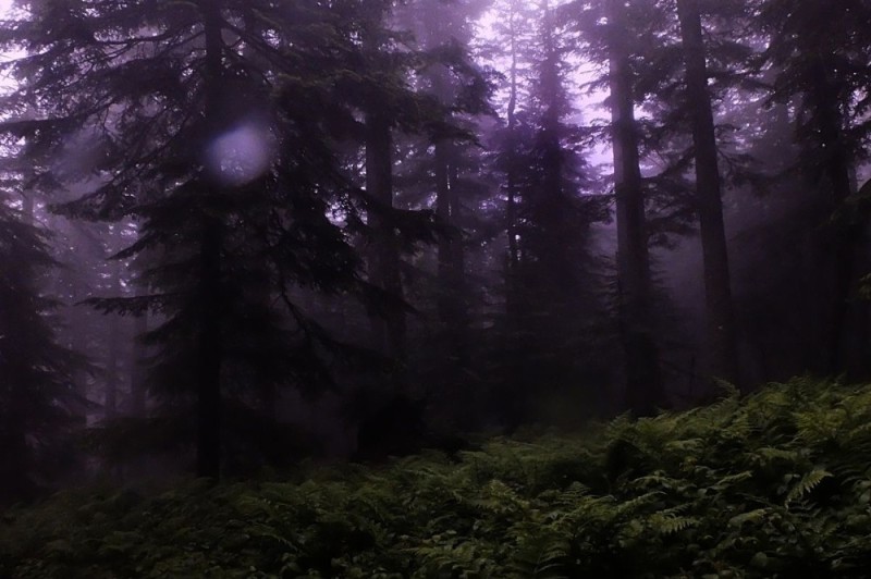 Создать мем: туманный лес ночью, красивый лес, лес туманный