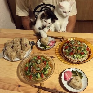 Create meme: Food, cats with food, cats at the table