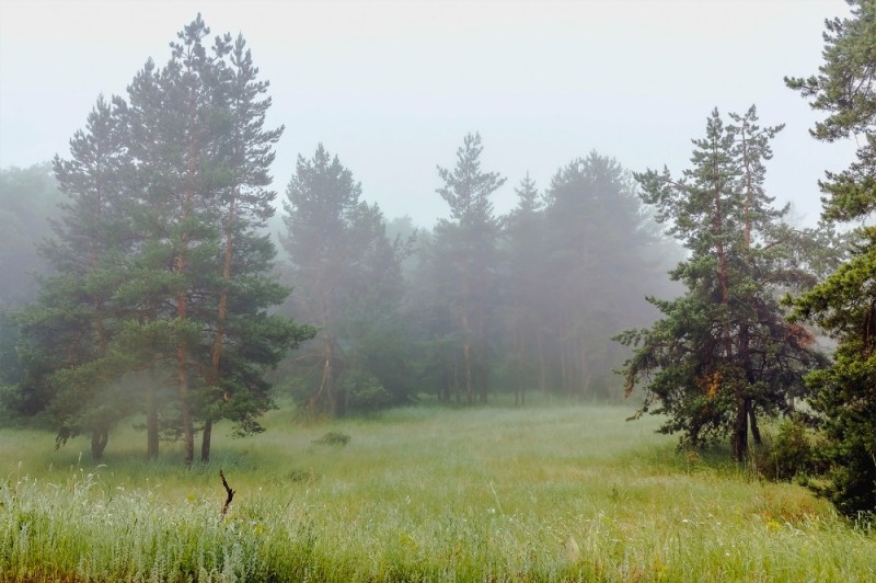 Create meme: forest misty, early morning in the forest, pine trees in the fog