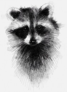 Создать мем: портрет енота на белом фоне, чёрный енот аватарка, racoon illustration