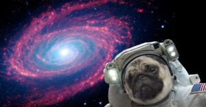 Create meme: astronaut, astronaut selfie, pug in a spacesuit