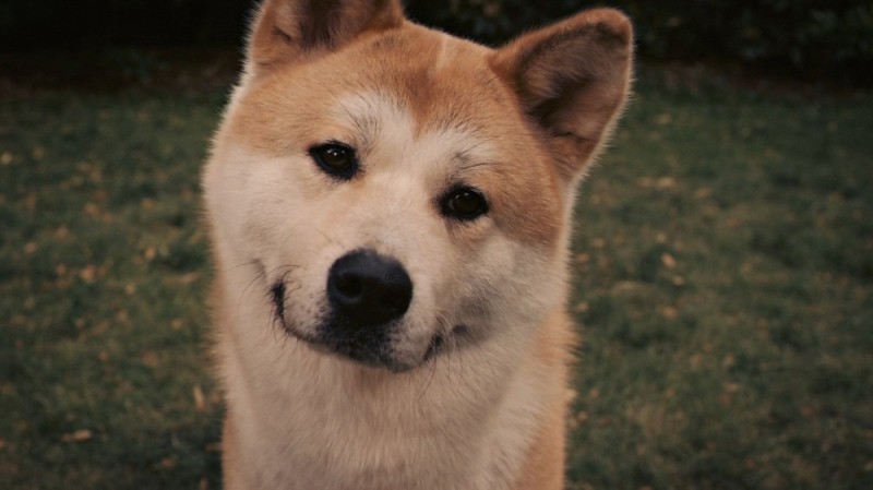 Create meme: hah , Hachiko the most loyal friend , Hachiko is a breed of dog