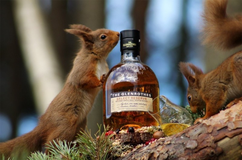 Create meme: drunk squirrel , alcoholic squirrel, alcoholic protein