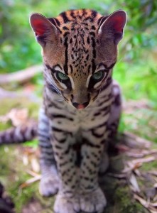 Create meme: ocelot