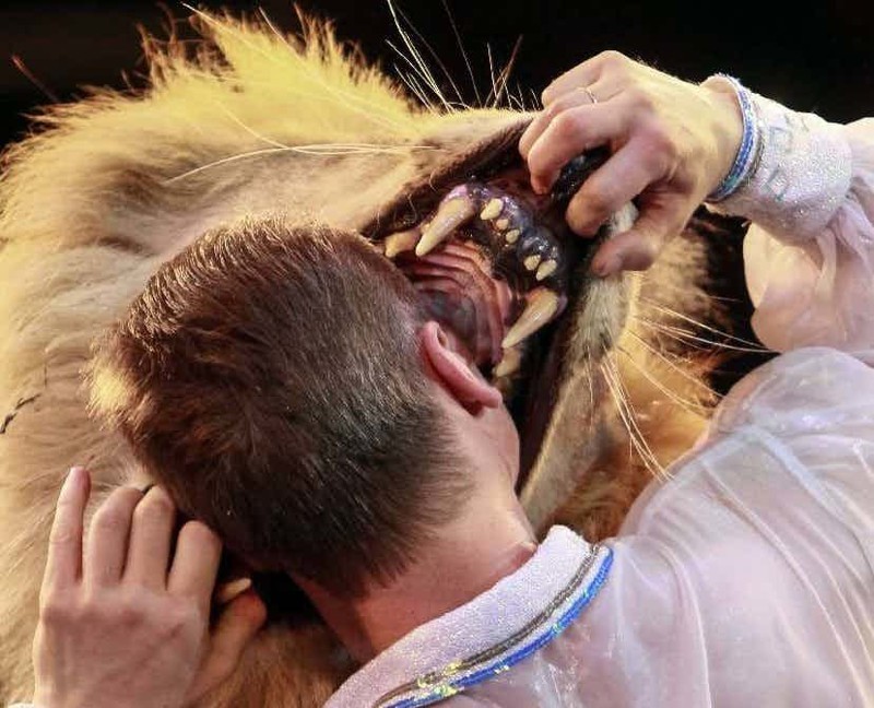 Create meme: The head is in the mouth of a lion, head in, head 