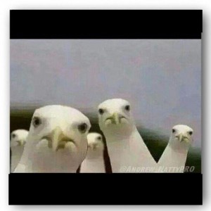 Create meme: untitled seagull movie meme, animals memes, meme