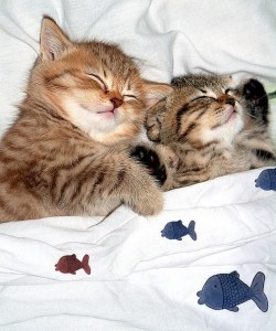 Create meme: sweet dreams, sleeping kitten