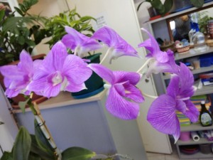 Create meme: brassia, dential, Dendrobium Orchid care and propagation at home photos