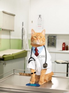 Создать мем: ветеринары, ветеринарный врач, рыжий кот доктор