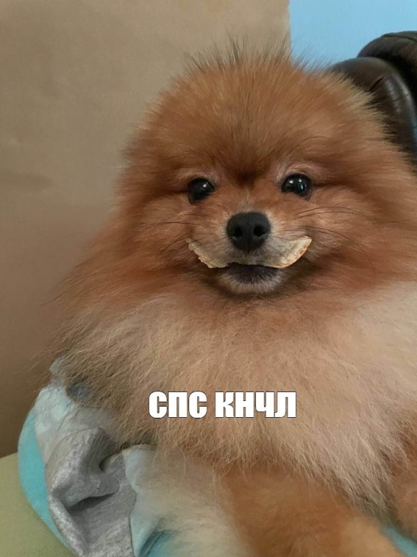 Create meme: Spitz , breed Pomeranian, breed Spitz