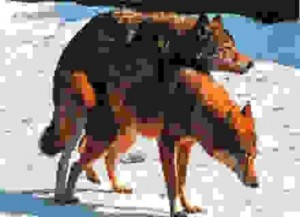 Создать мем: пиксель арт собака, немецкая овчарка по клеточкам, анимация волк