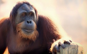 Create meme: monkey orangutan