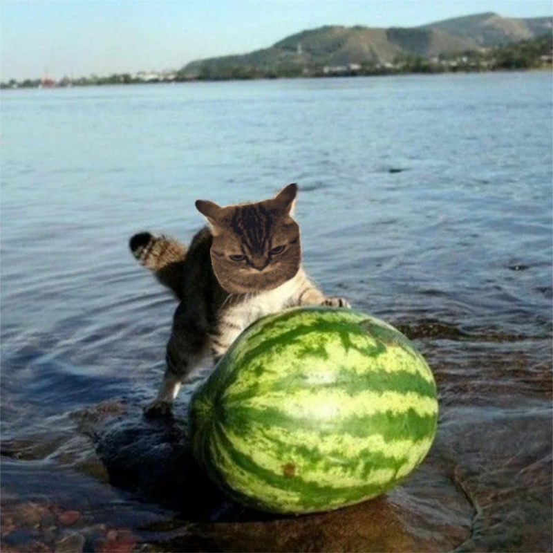 Create meme: the cat ate a watermelon, cats and watermelons, cat with watermelon meme