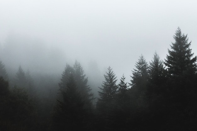 Создать мем: хвойный лес в тумане, хвойный лес в тумане верхушки, лес туманный