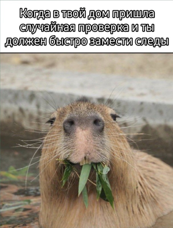 Create meme: capybara smiling, funny capybara, a pet capybara