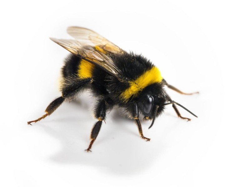 Create meme: Black bumblebee, The hermit bumblebee, bumblebee on white background