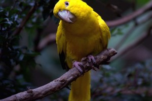Create meme: yellow parrot, parrot Golden conure, Golden conure