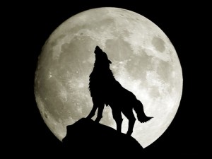 Create meme: wolf howling at the moon, teemur lone wolf, the wolf and the moon
