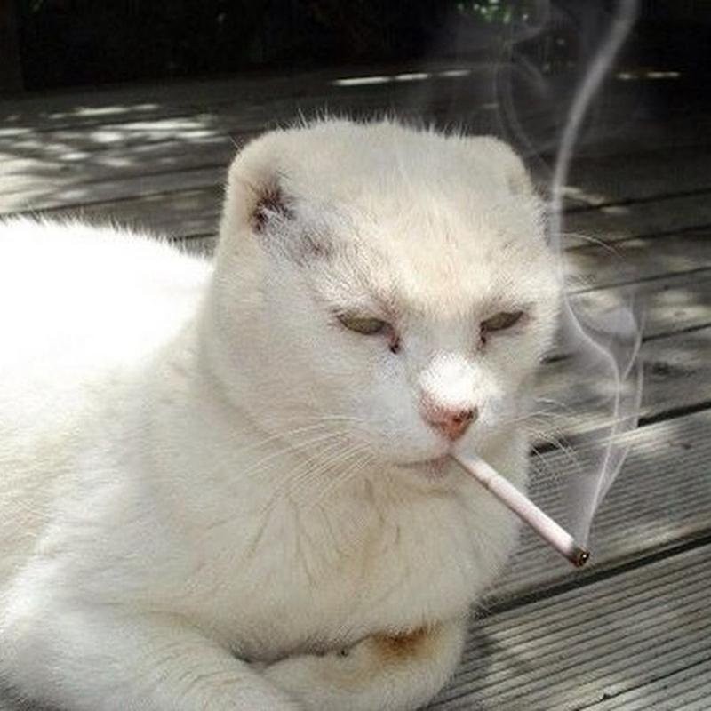 Create meme: cat with a cigarette, meme cat with a cigarette, cat with a cigarette in his mouth