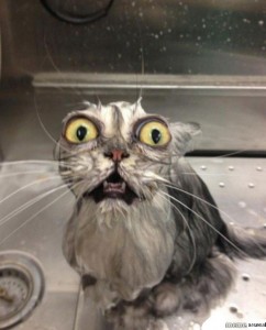 Create meme: funny cats, wet cat