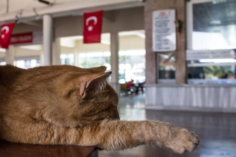 Create meme: istanbul cats, cat , cat 