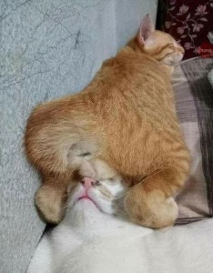 Create meme: fat cat and cat's love, cat funny, cat funny