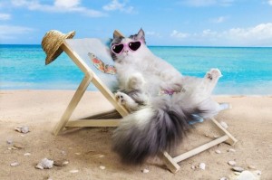 Create meme: vacationers, resting on the sea, cat