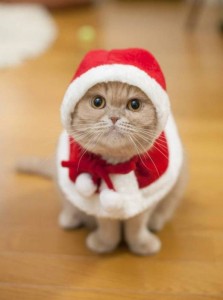 Создать мем: кот новый год, новогодняя экзотическая кошка, милый котик в шапочке