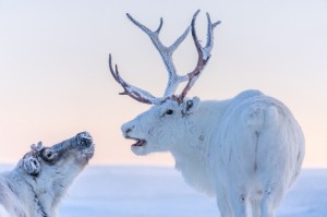 Создать мем: северный олень – rangifer tarandus, северный олень важенка, северный олень зимой