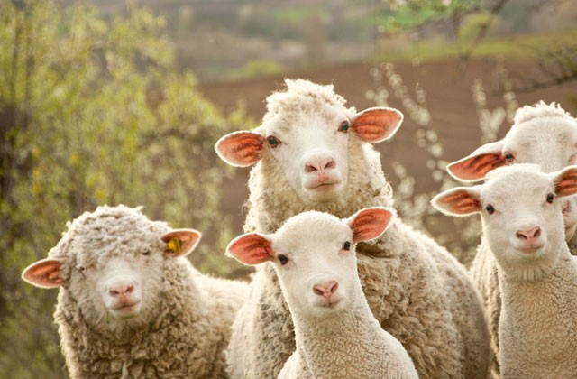 Create meme: a flock of sheep , breeding sheep, sheep breeding
