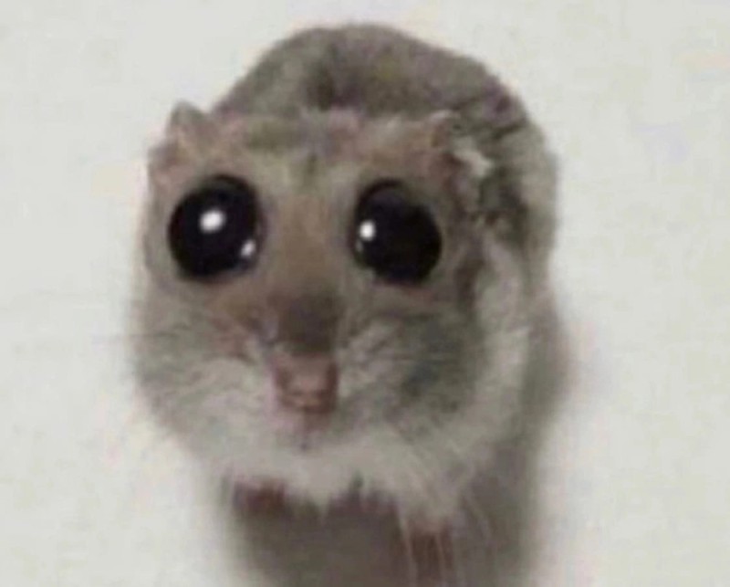 Create meme: hamster , cute animals, hamster 