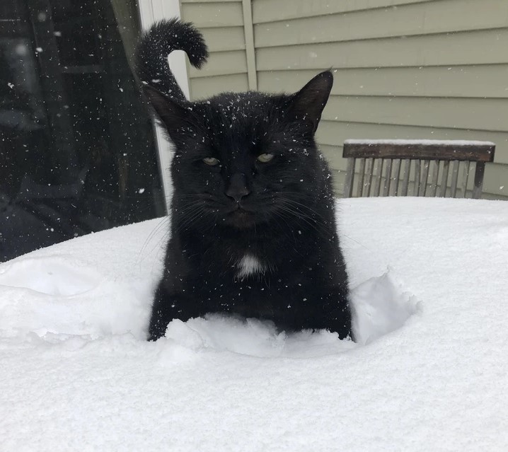 Создать мем: кот в снегу, черный котик в снегу, черный кот
