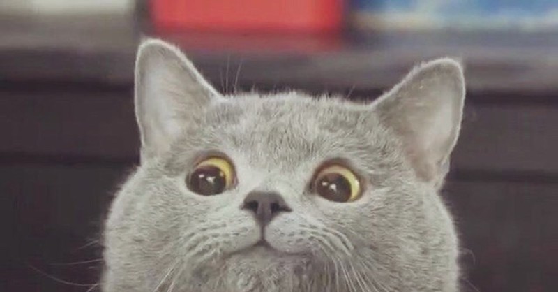 Создать мем: котик мем, смешной серый кот, довольный кот мем