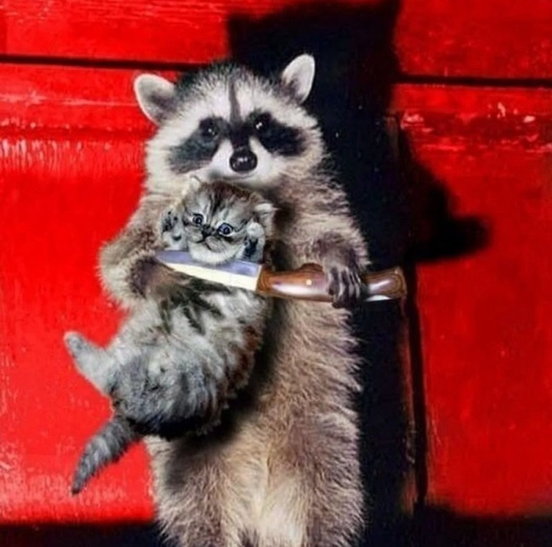 Create meme: polosun raccoon, red raccoon polosun, a raccoon with a knife