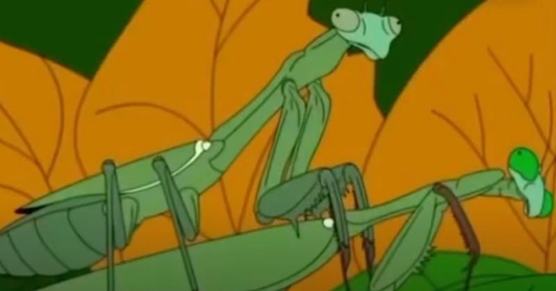 Create meme: mantis , insect mantis, female mantis