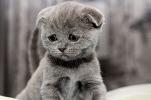 Create meme: lop-eared, cat sad, sad kitty